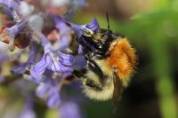 Bombus pascuorum