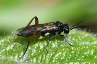 Macrophya sanguinolenta