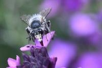 Anthophora plumipes