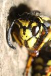 Vespula germanica