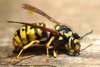 Vespula germanica