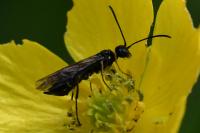 Cephus pygmeus
