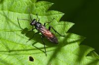 Macrophya annulata