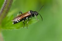 Macrophya duodecimpunctata