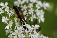 Macrophya montana