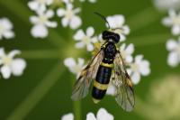 Zonuledo zonula