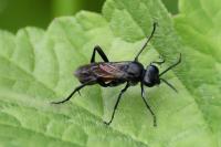 Macrophya annulata