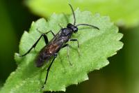 Macrophya annulata
