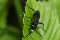 Macrophya annulata