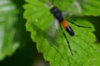 Macrophya annulata