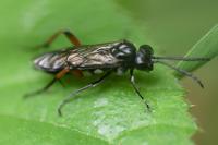 Macrophya sanguinolenta