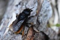 Osmia bicolor
