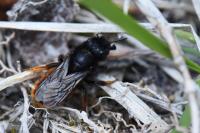 Osmia bicolor