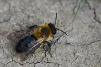 Andrena nitida
