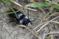 Andrena cineraria
