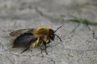 Andrena nitida