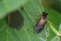 Athalia bicolor