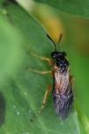 Athalia bicolor
