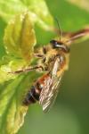 Andrena florea