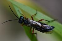 Tenthredo atra