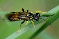 Tenthredo maculata