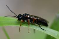 Tenthredo atra