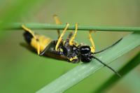 Tenthredo maculata