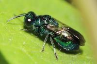 Chrysis