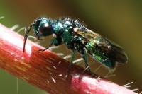 Chrysis