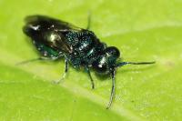 Chrysis