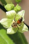 Andrena florea