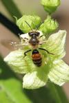 Andrena florea
