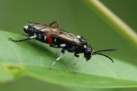 Macrophya punctumalbum
