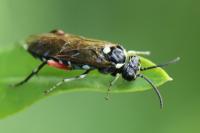 Macrophya punctumalbum
