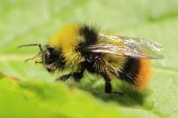 Bombus pratorum