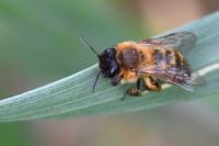Andrena nigroaenea