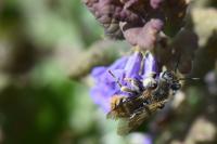 Osmia rufohirta