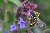 Nomada succincta