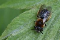 Andrena haemorrhoa