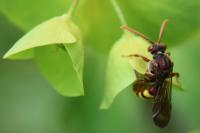Nomada flava
