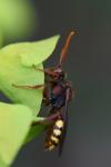 Nomada flava