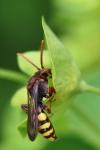 Nomada flava