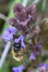 Osmia bicornis