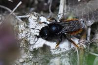 Osmia bicolor
