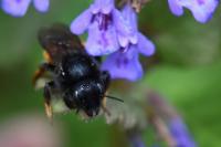 Osmia bicolor