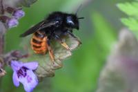 Osmia bicolor