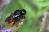 Osmia bicolor