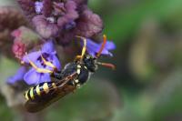 Nomada succincta