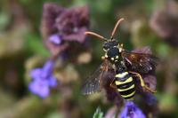 Nomada succincta