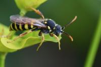 Nomada succincta